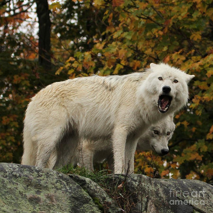 The call of the wild Photograph by Heather King