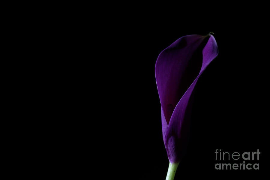 The Calla Purple 1 Photograph by Steve Purnell