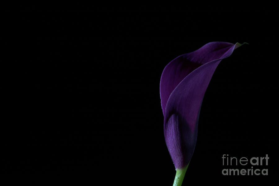 The Calla Purple 2 Photograph by Steve Purnell