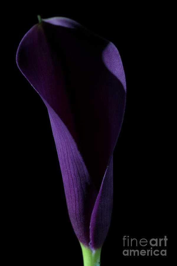 The Calla Purple 3 Photograph by Steve Purnell