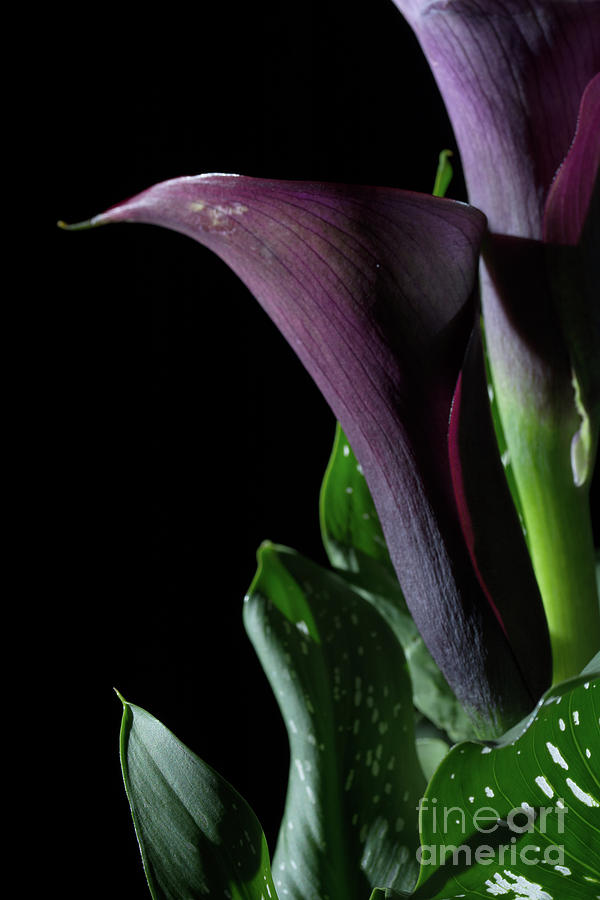 The Calla Purple 4 Photograph by Steve Purnell