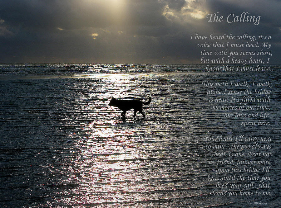 The Calling  version two Photograph by Sue Long