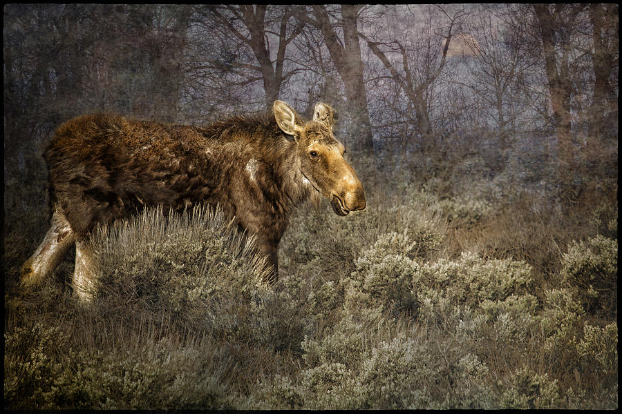 The Calm of a Moose Photograph by Belinda Greb
