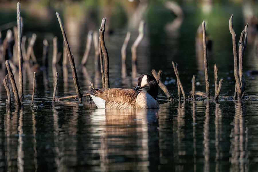 Goose Photograph - The Canada Goose by Bill Wakeley
