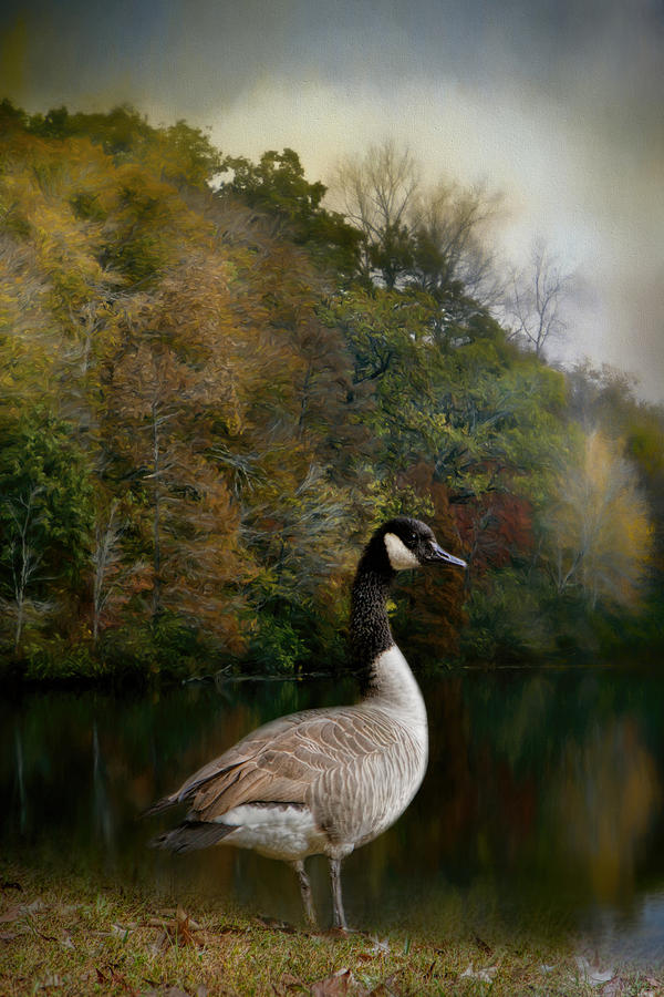 The Canadian Goose Photograph by Jai Johnson