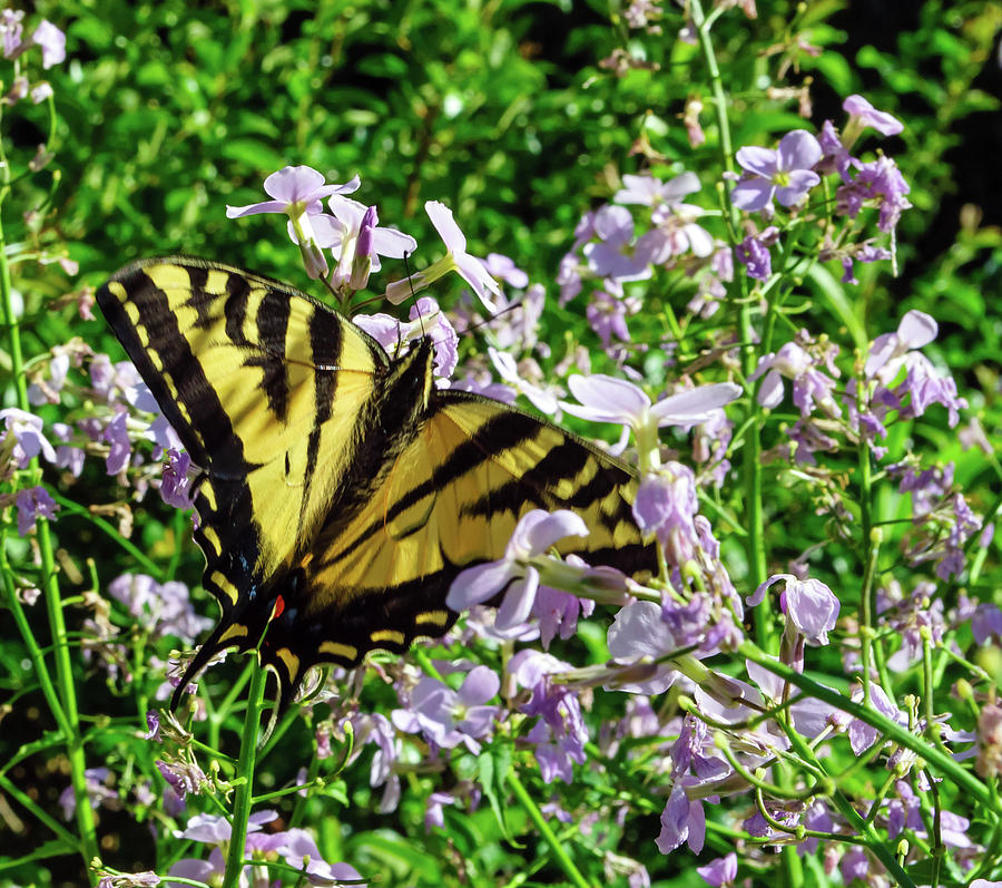 The Canadian Tiger Swallowtail Photograph by Tikvahs Hope