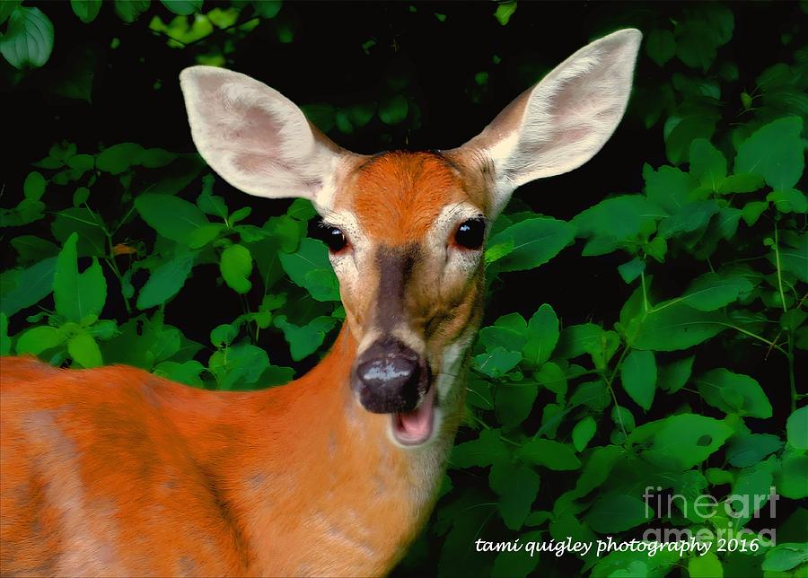 The Candid Doe  Photograph by Tami Quigley