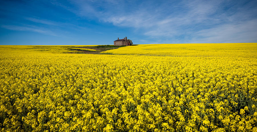 The Canola Field Photograph by Peter Elgar
