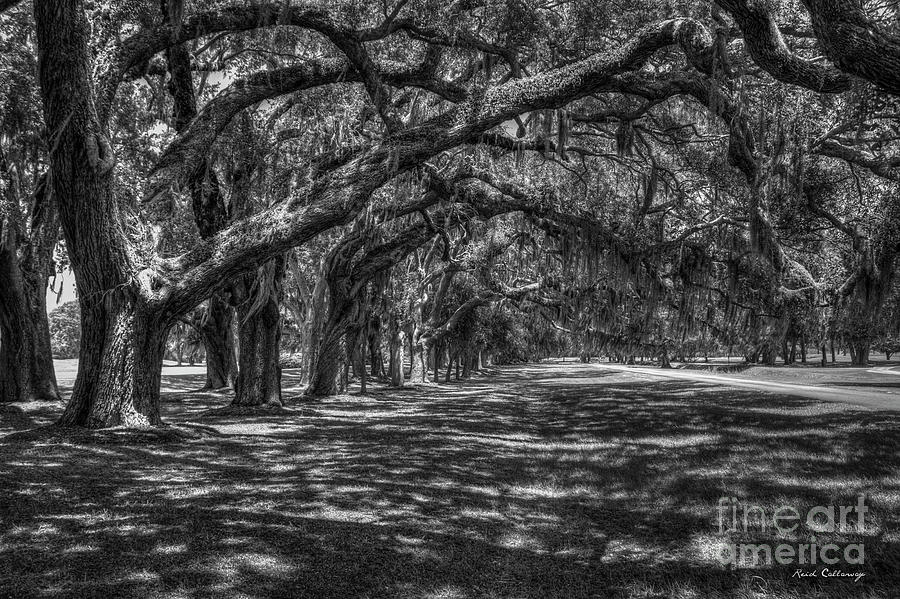 The Canopy BW Ave Of Oaks Retreat Plantation Art Photograph by Reid Callaway