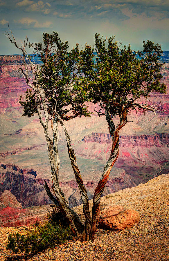 Sunset Photograph - The Canyon Tree by Tom Prendergast