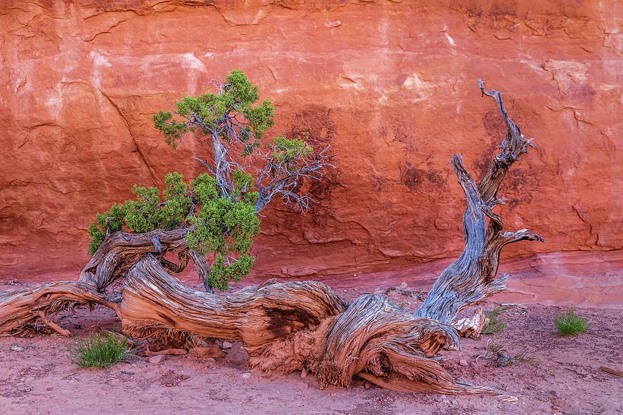 The Canyon Wall Juniper Photograph by Peter Tellone