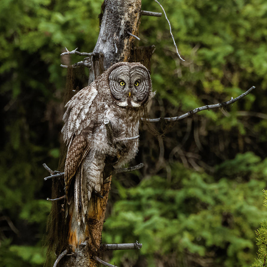 The Captivating Great Grey Owl Photograph by Yeates Photography