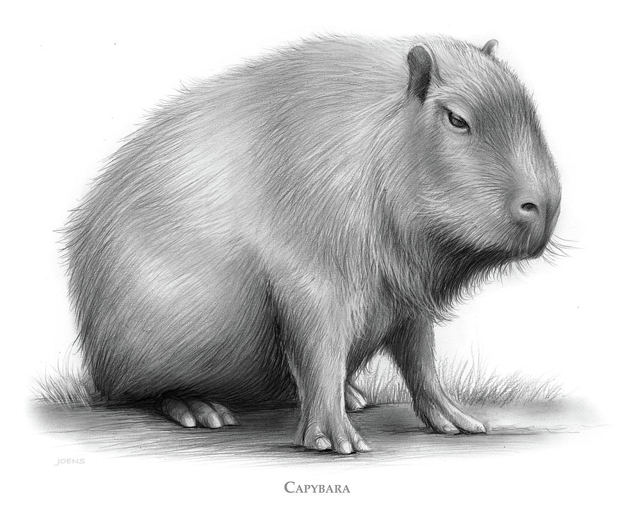 The Capybara Drawing