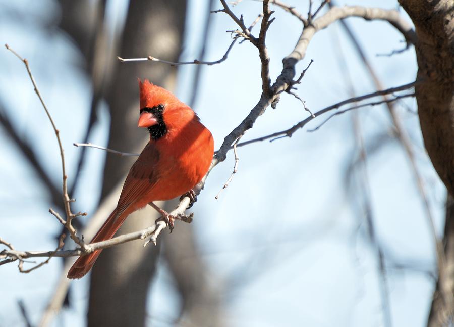 The Cardinal Photograph by Bonfire Photography