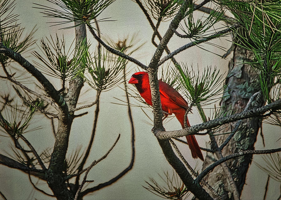 The Cardinal Digital Art by Ernest Echols