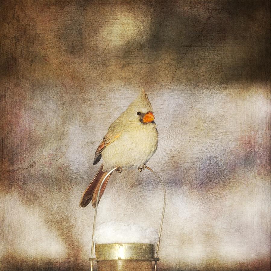 The Cardinal Digital Art by Hermes Fine Art