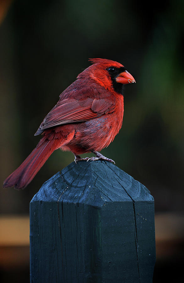 The Cardinal Photograph by Laurie Hasan