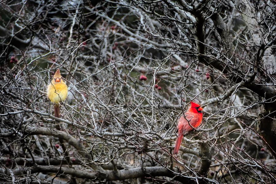 Male Cardinal Photograph - The Cardinal Pair - Mates by Allen Olson