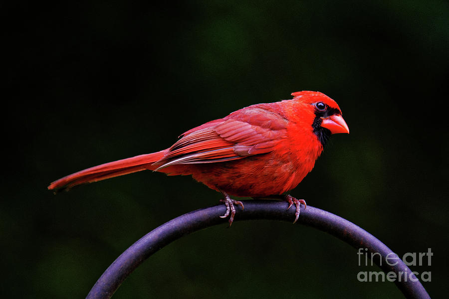 The Cardinal Photograph by Paul Mashburn