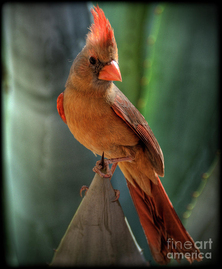Cardinal Photograph - The Cardinal  by Saija Lehtonen