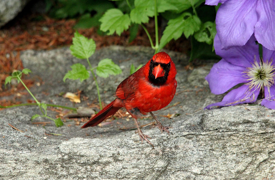 The Cardinal Stare Photograph by Debbie Oppermann