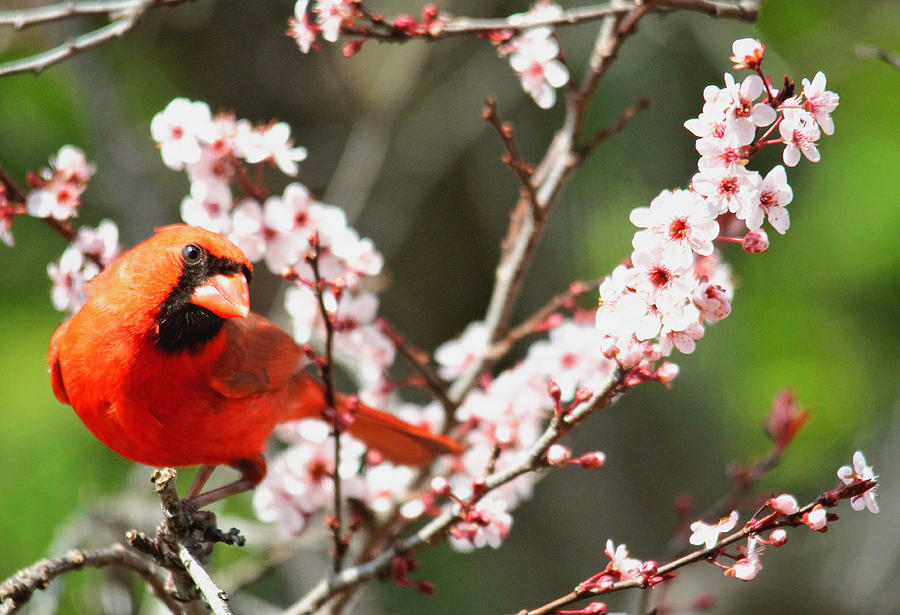 The Cardinal Photograph by Trina  Ansel