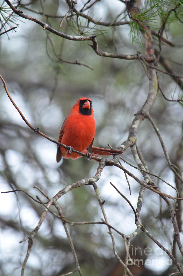 The Cardinals Song Photograph by Maria Urso