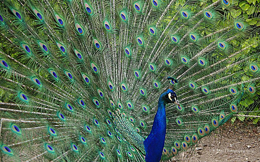 The Castle Peacock Photograph by Karen McKenzie McAdoo