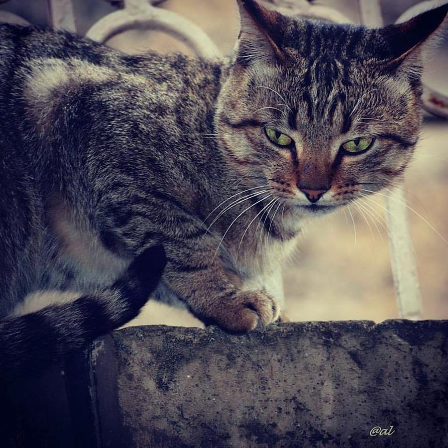 The Cat Photograph by Alice Irungu - Fine Art America