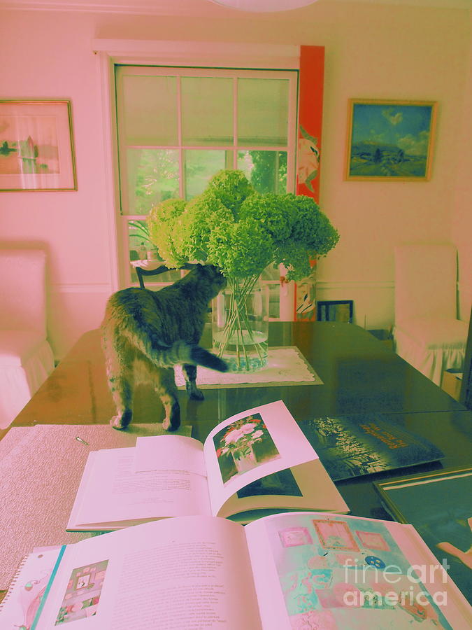 The Cat and the Hydrangea Photograph by Nancy Kane Chapman