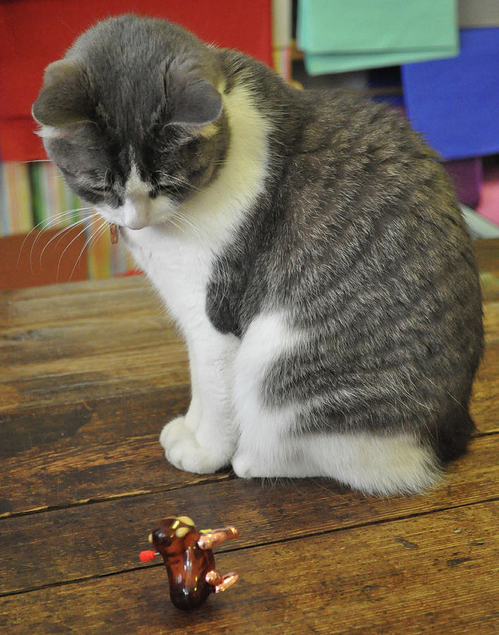 The Cat and the Monkey Toy Photograph by Tim Nyberg