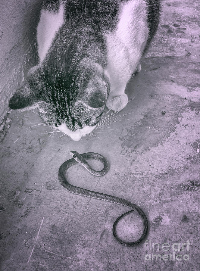 The Cat And The Snake Photograph by Michelle Meenawong