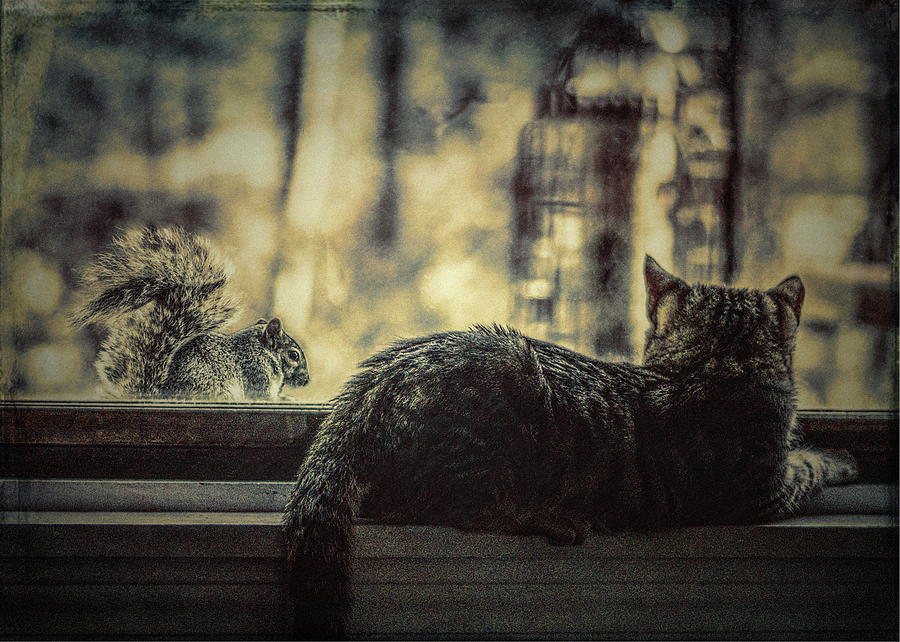 The Cat And The Squirrel Photograph