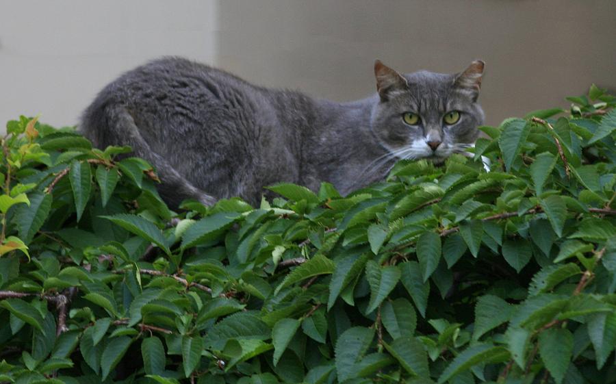 The Cat in the Bush Photograph by Christopher J Kirby