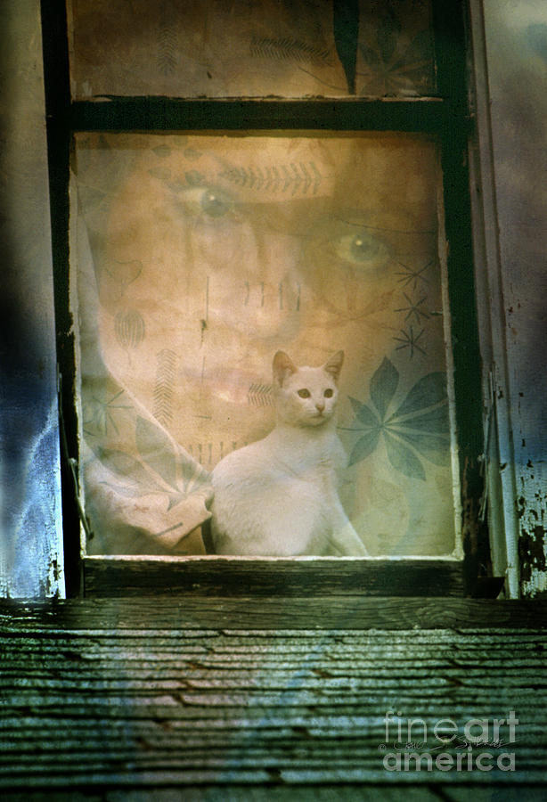 The Cat in the Window Photograph by Craig J Satterlee