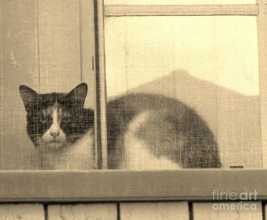 The Cat In The Window Photograph by John King I I I