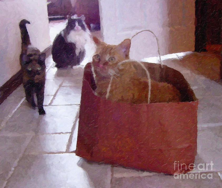 The Cat is in the Bag Photograph by Donna L Munro