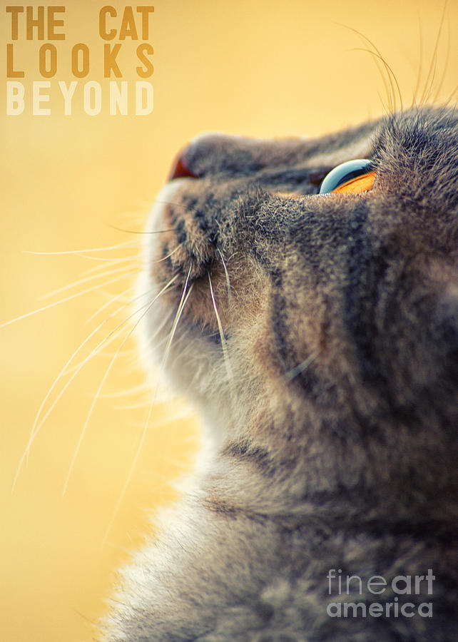 Cat Photograph - The cat looks beyond by Giordano Aita