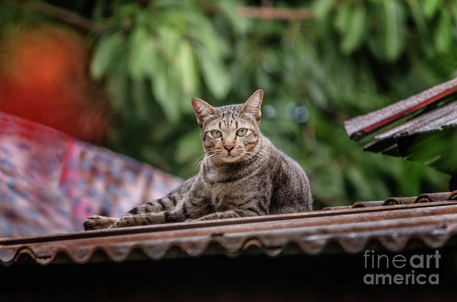 The Cat On The Roof Photograph by Michelle Meenawong