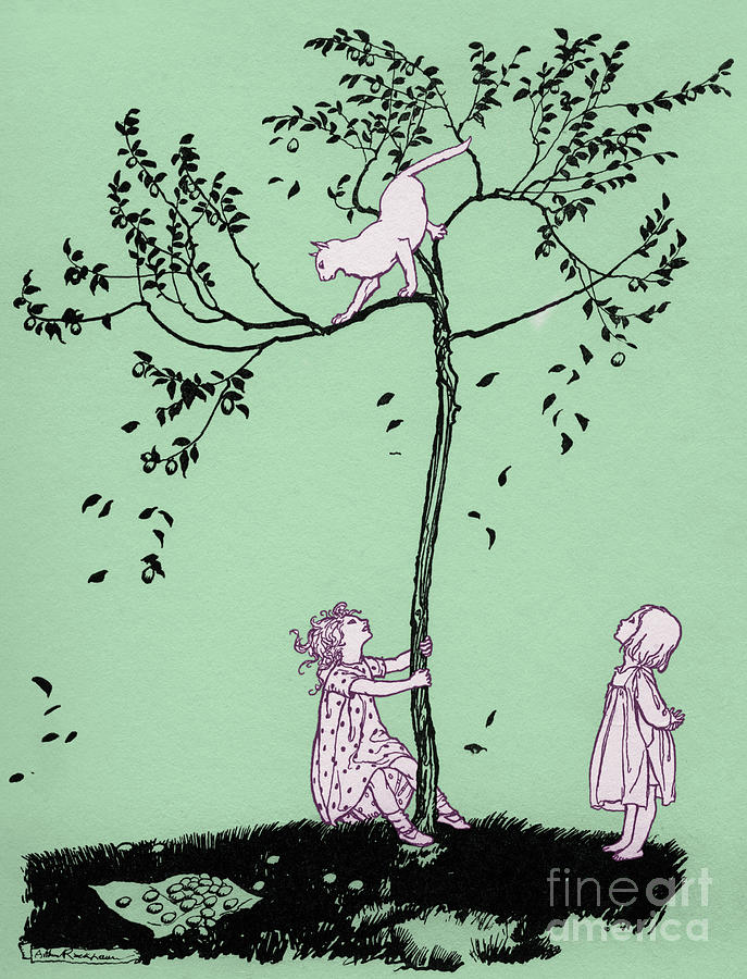 The Cat Ran Up The Plum Tree Drawing by Arthur Rackham