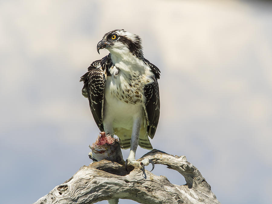 Osprey Photograph - The Catch by Ajit Pillai
