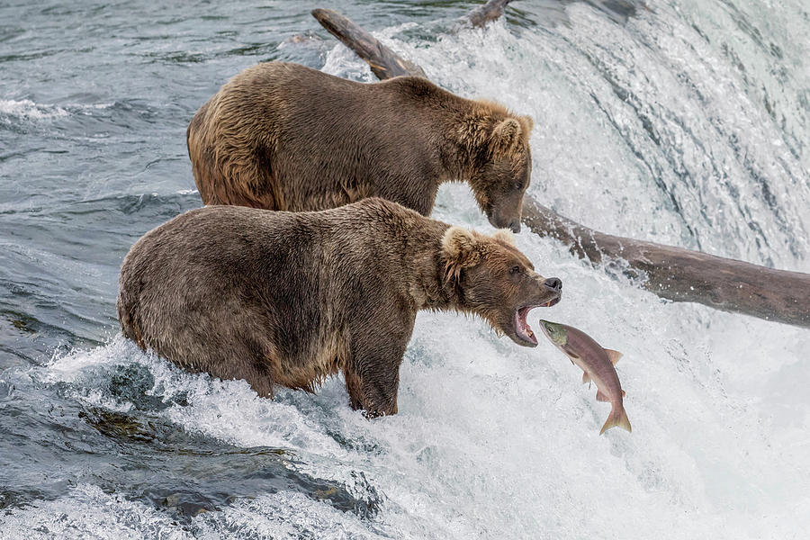 The Catch - Brown Bear vs. Salmon Photograph by Mark Kostich - Fine Art ...