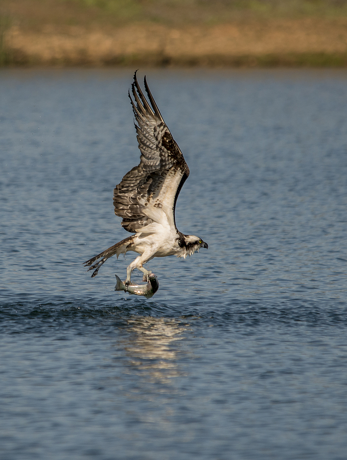 Osprey Photograph - The Catch by Loree Johnson
