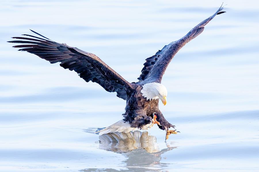 Eagle Photograph - The Catch by Todd Ryburn