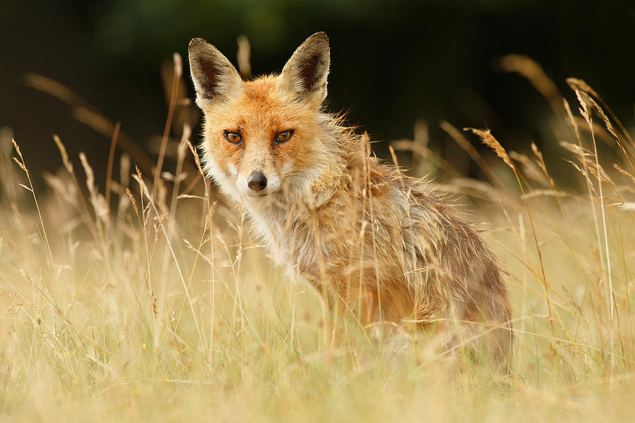Fox Photograph - The Catcher in the Grass - Wild red Fox by Roeselien Raimond
