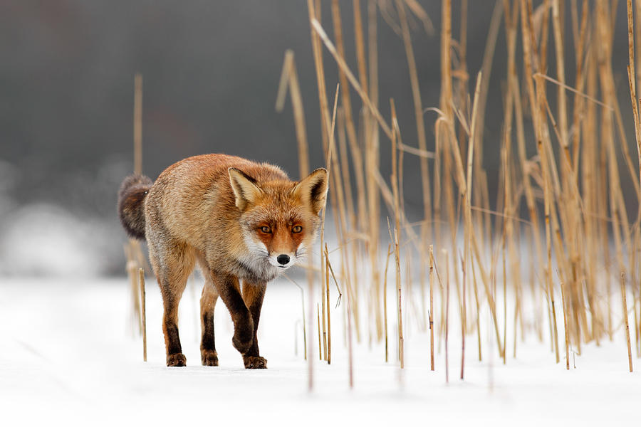 Wildlife Photograph - The Catcher in the Reed - Red Fox Walking on Ice by Roeselien Raimond
