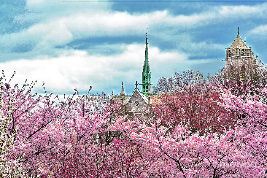 The Cathedral and the Cherry Blossoms Photograph by Regina Geoghan