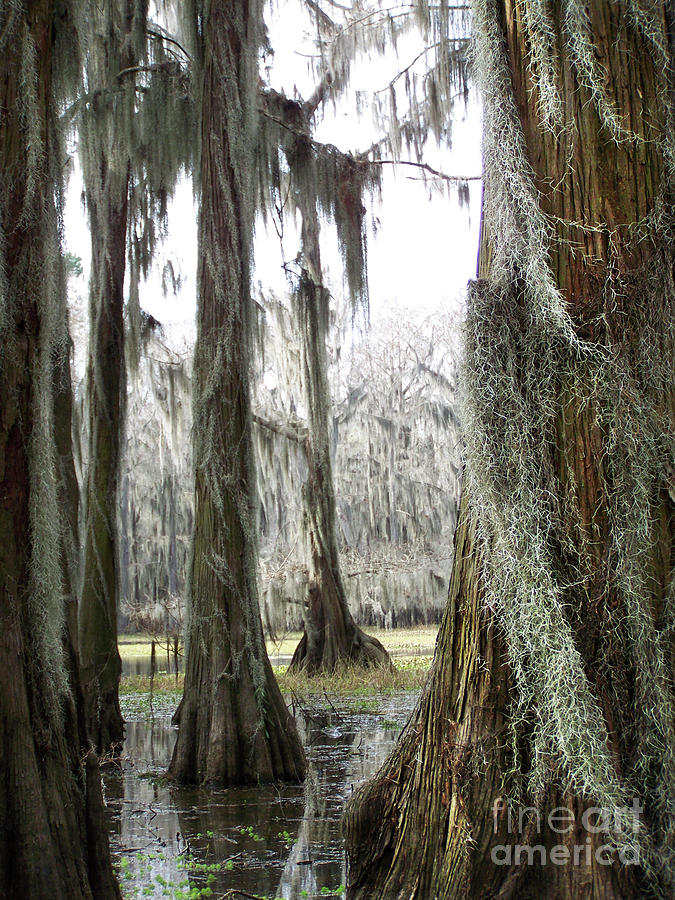 Caddo Lake State Park Photograph - The Cathedrals by Kathy Eastmond