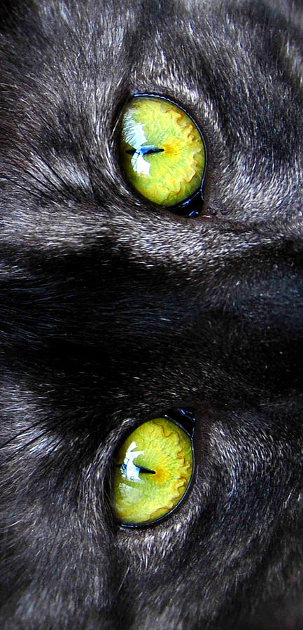 The Cats Eyes Photograph by David Lee Thompson