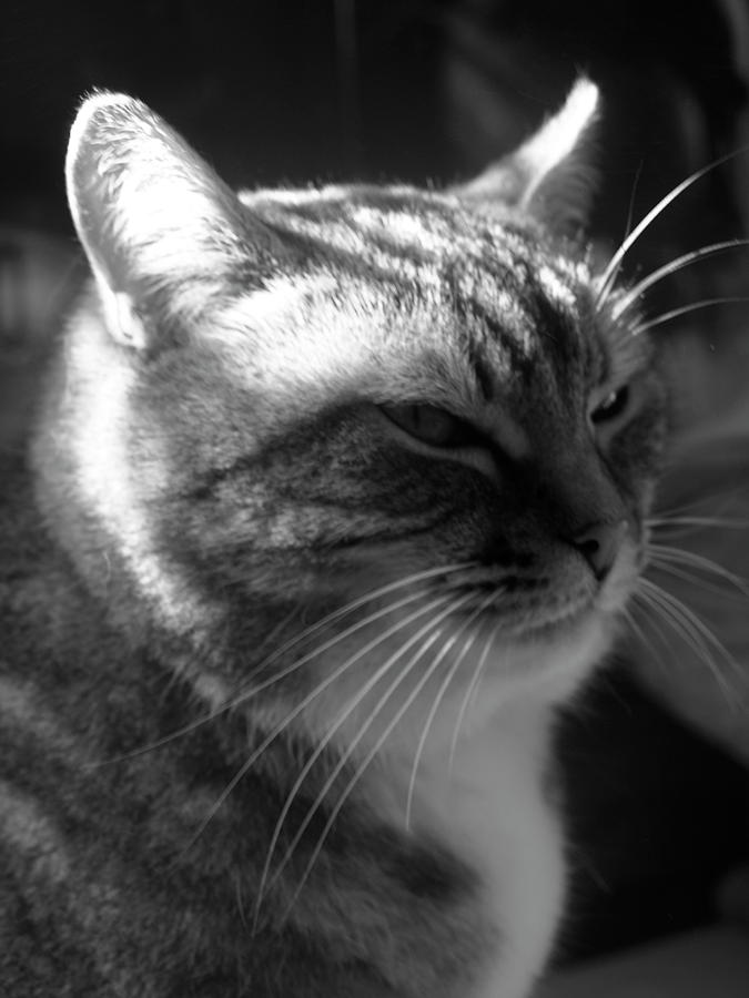 The cats wiskers Photograph by Lionel Pretorius - Fine Art America